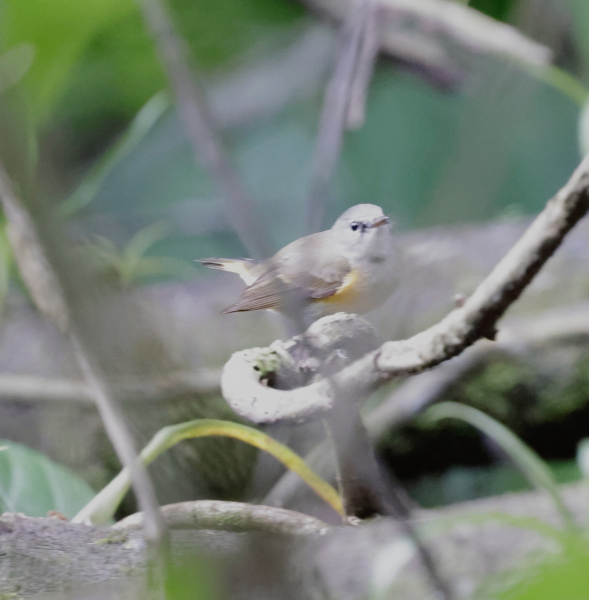 American Redstart - ML650390785