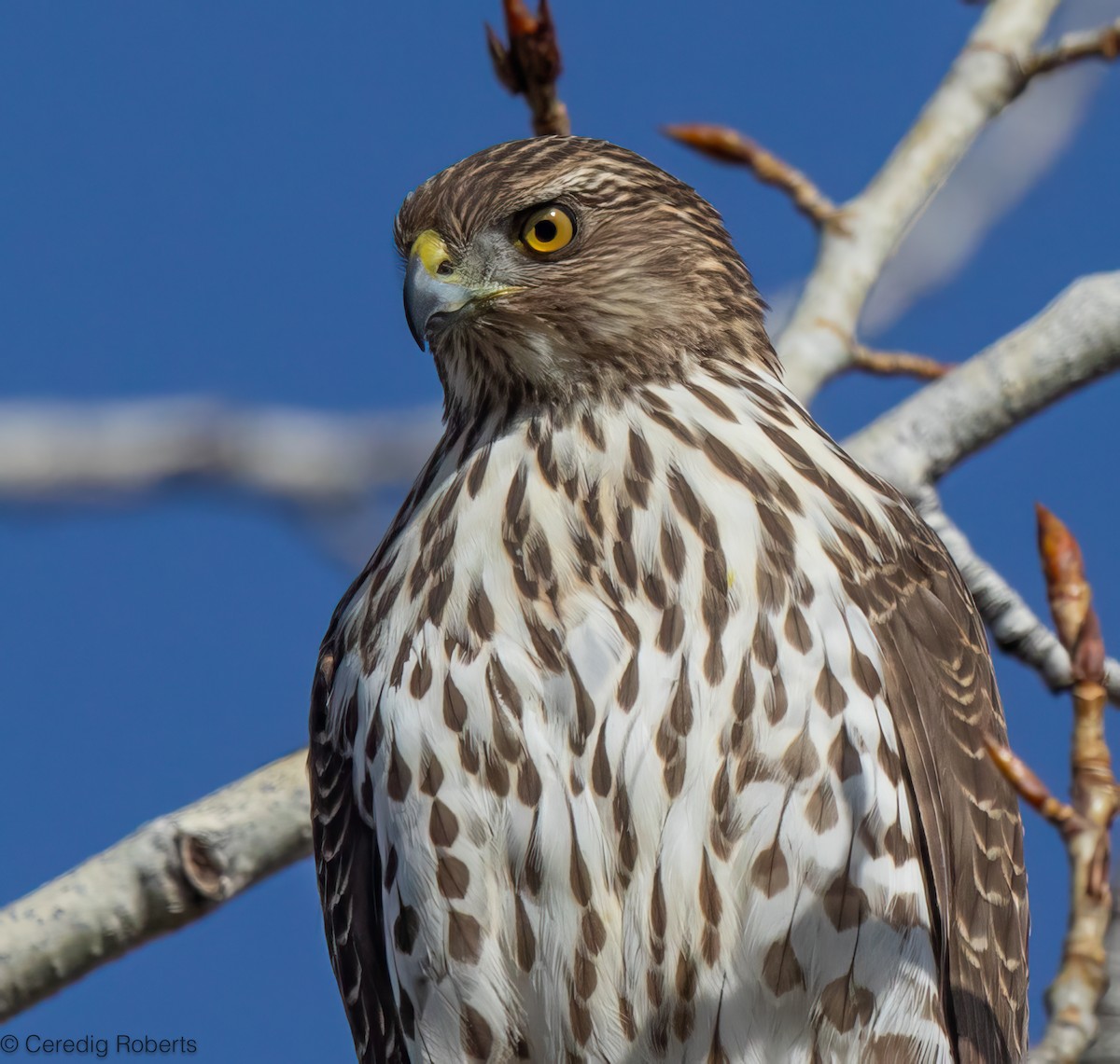 Cooper's Hawk - ML650390786