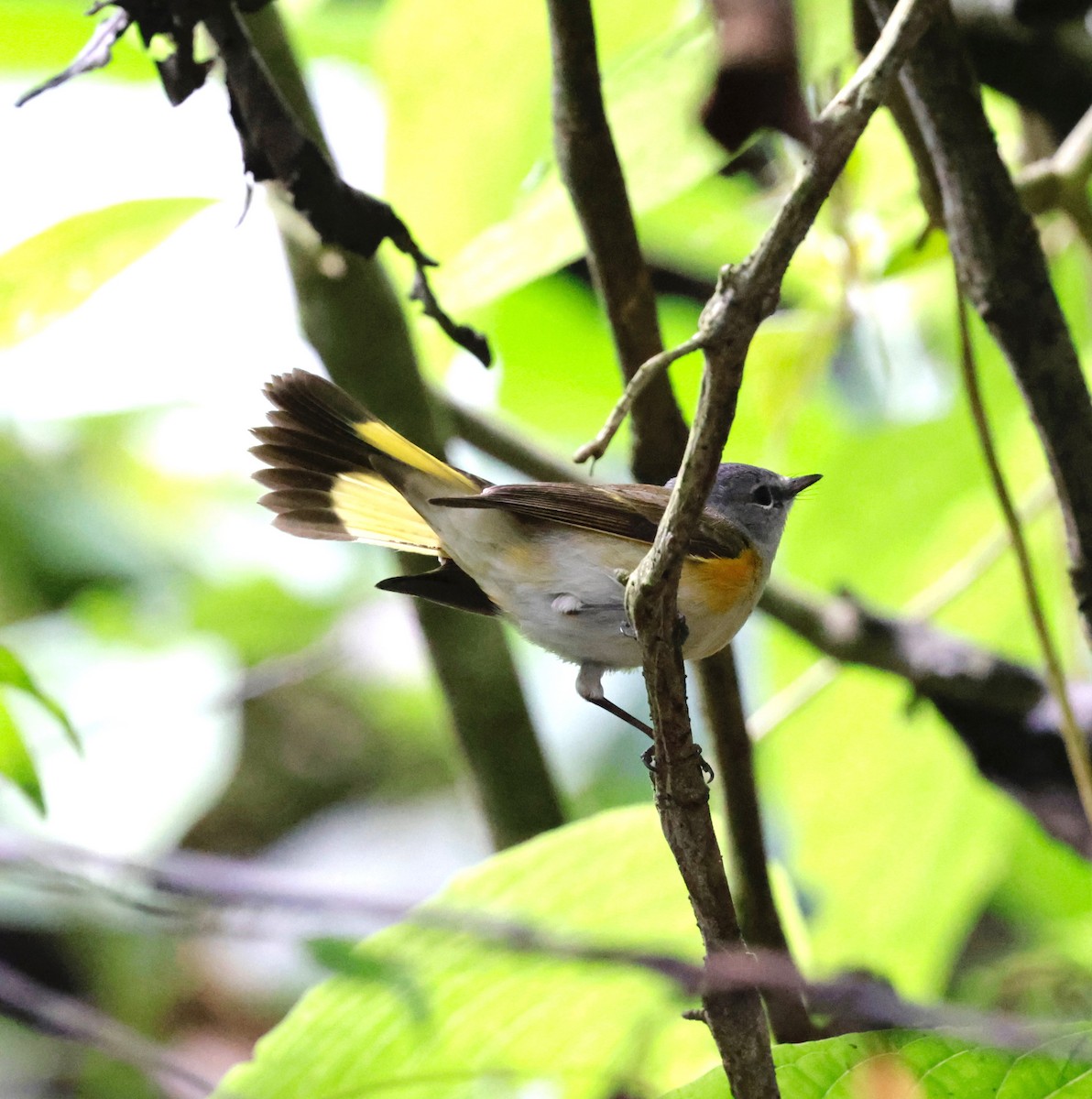 American Redstart - ML650390800
