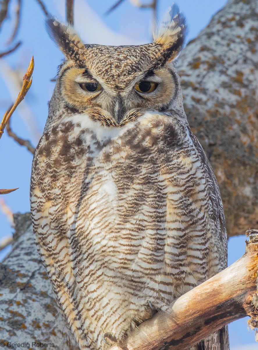 Great Horned Owl - ML650390801