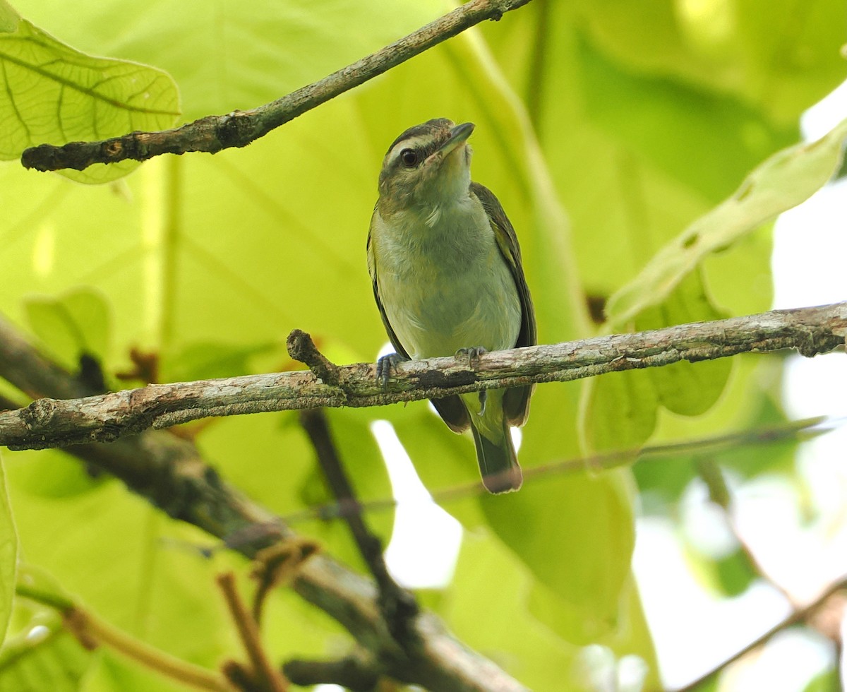 Red-eyed Vireo - ML650390803