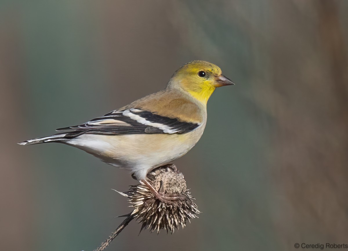 American Goldfinch - ML650390815