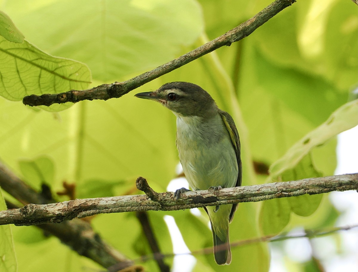Red-eyed Vireo - ML650390879