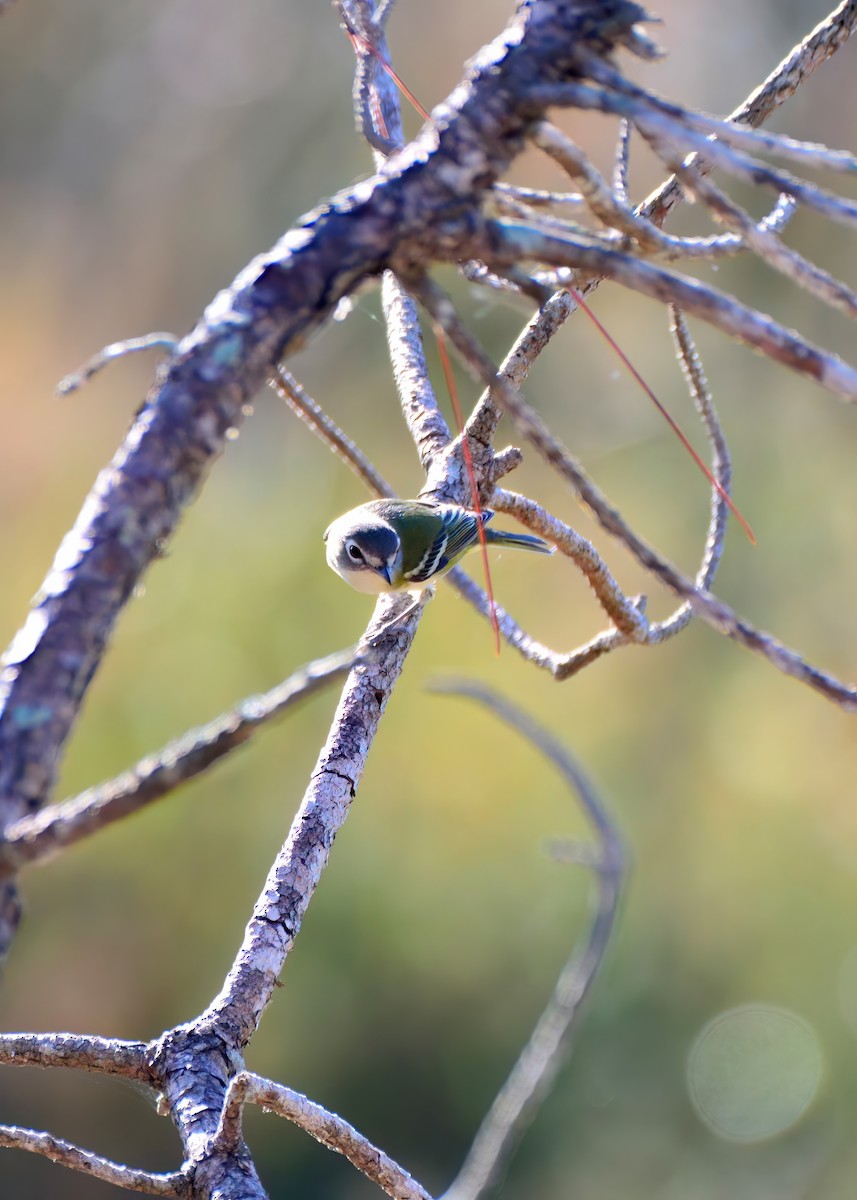 Віреон сизоголовий - ML650391152
