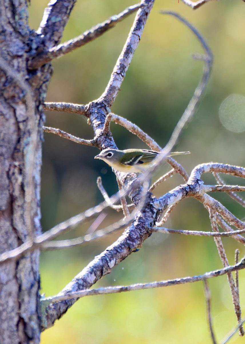 Віреон сизоголовий - ML650391153