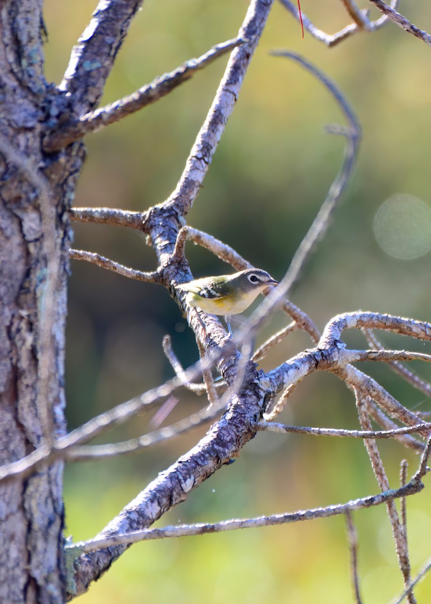 Віреон сизоголовий - ML650391154