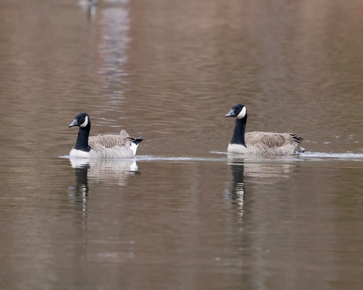 Canada Goose - ML650391196