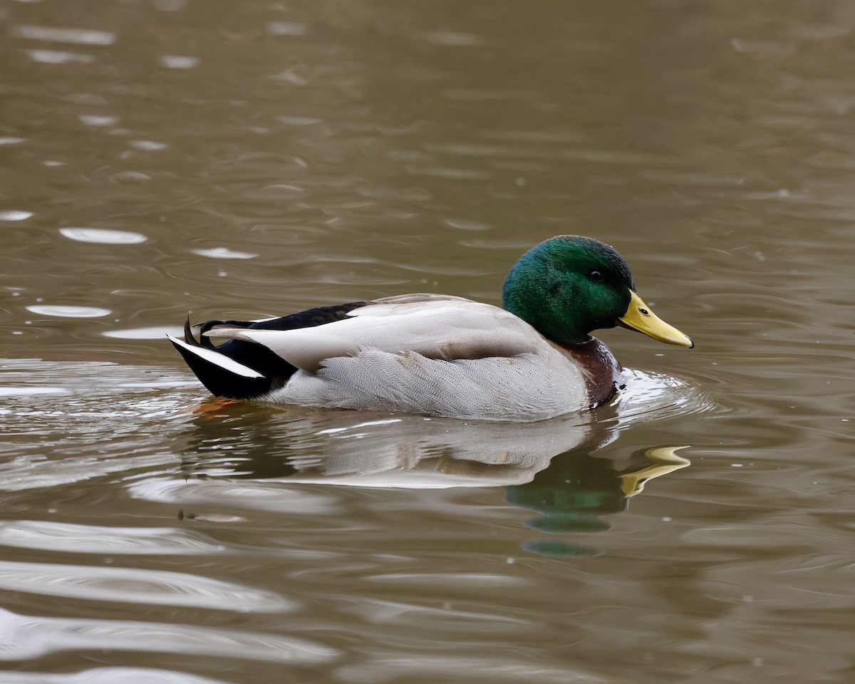 綠頭鴨 - ML650391212