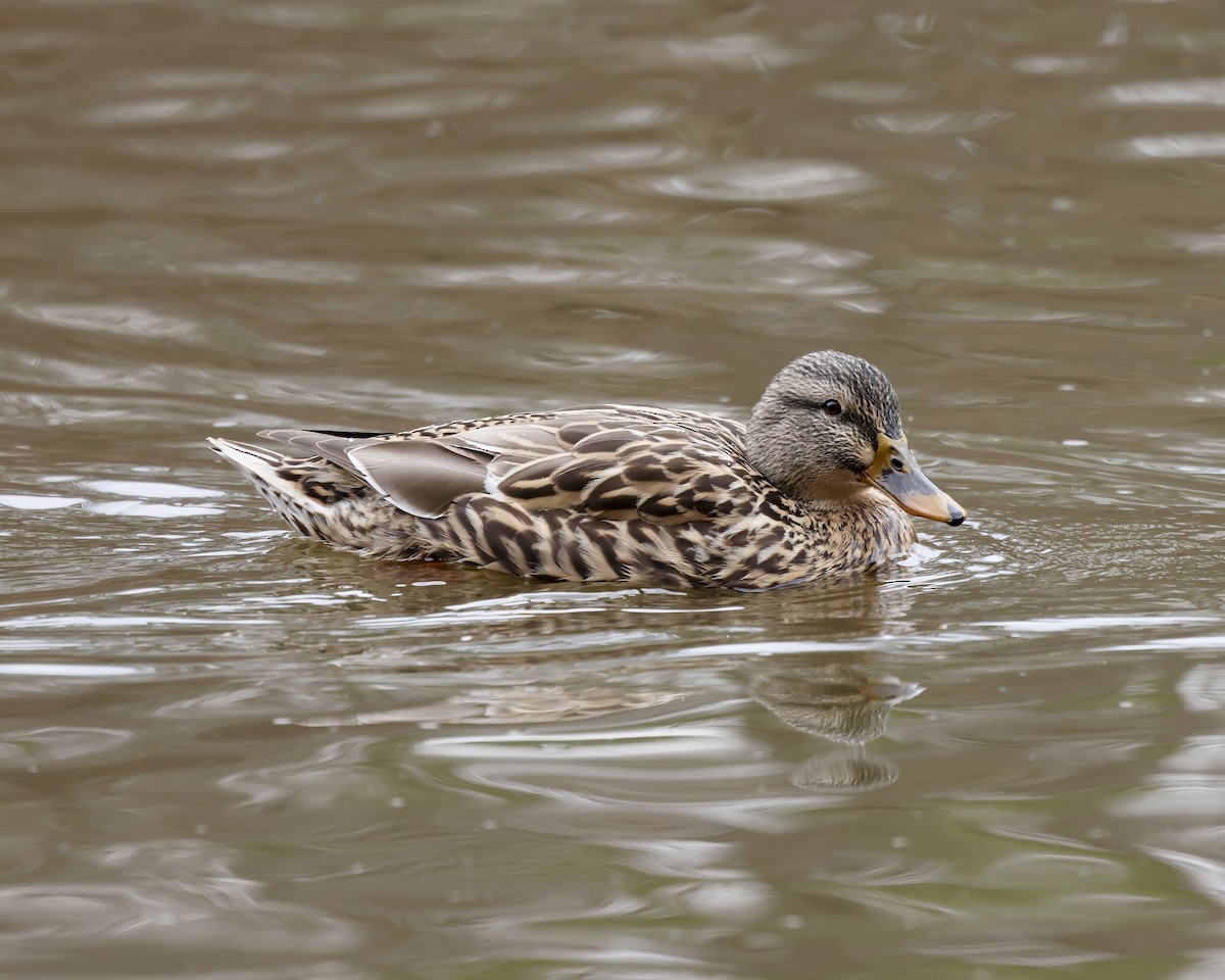 綠頭鴨 - ML650391214