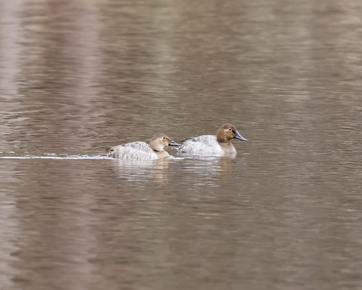 צולל ארוך-צוואר - ML650391262