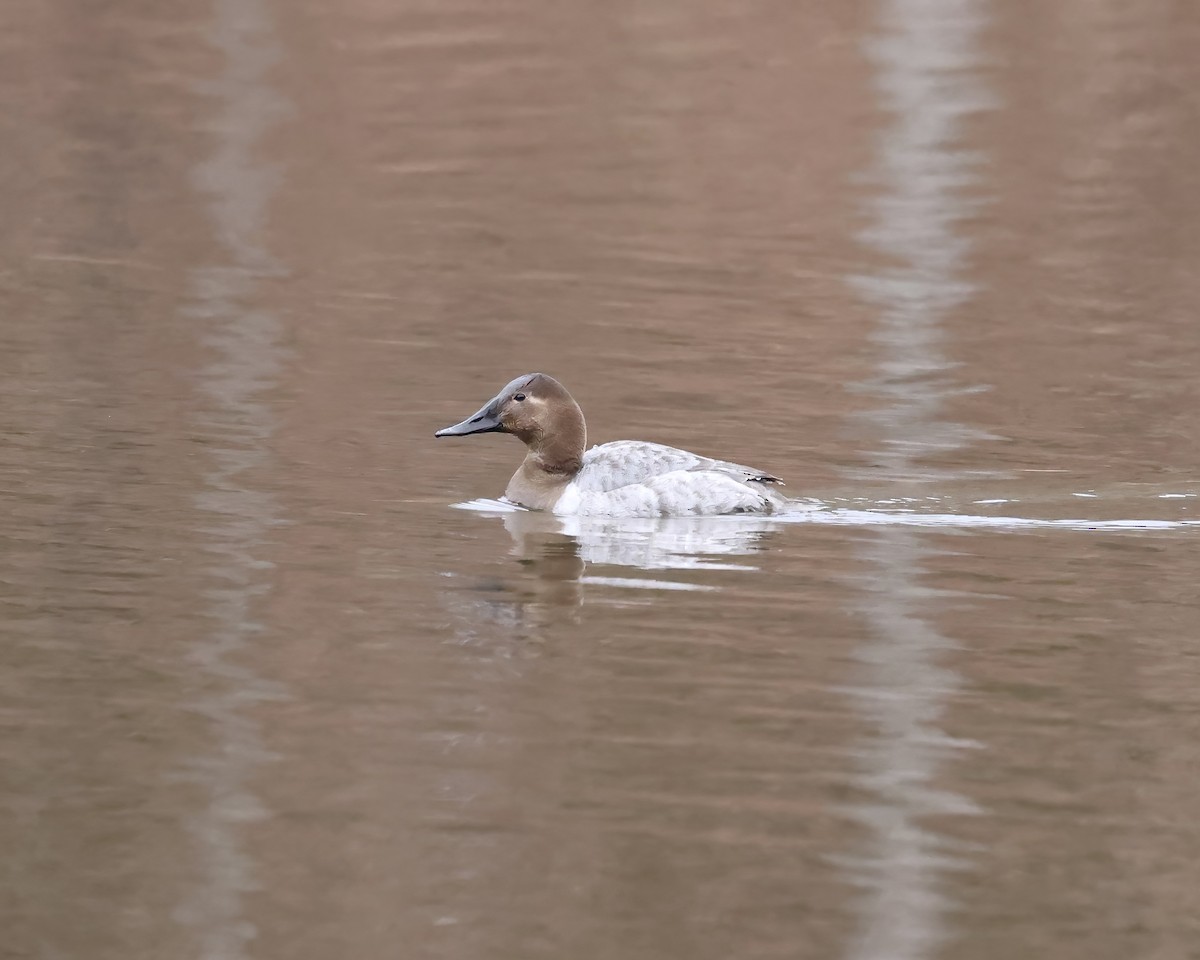 צולל ארוך-צוואר - ML650391264