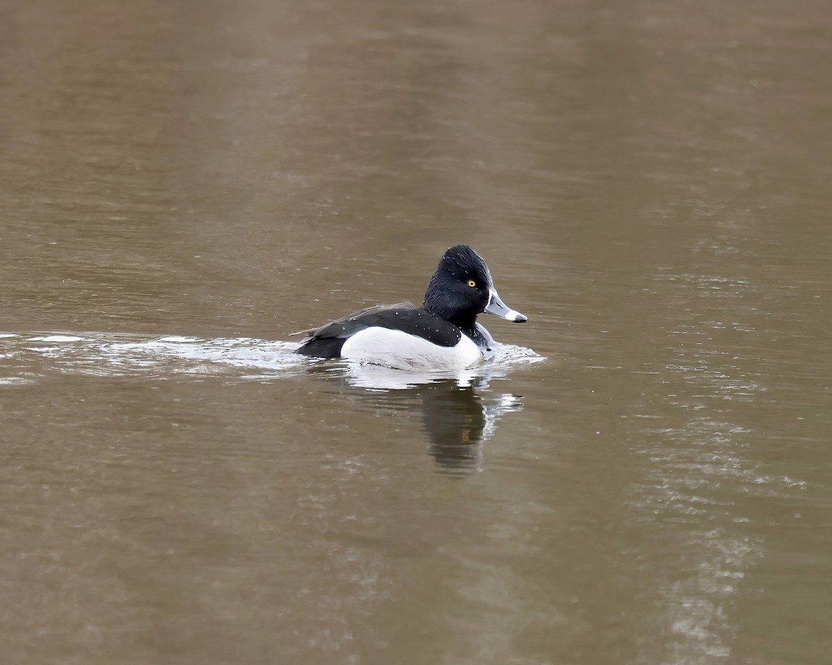 環頸潛鴨 - ML650391285
