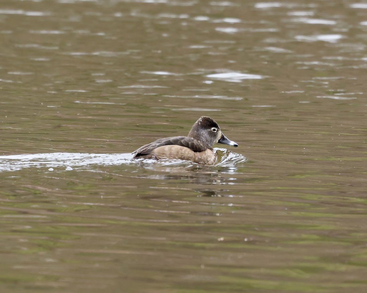 環頸潛鴨 - ML650391286
