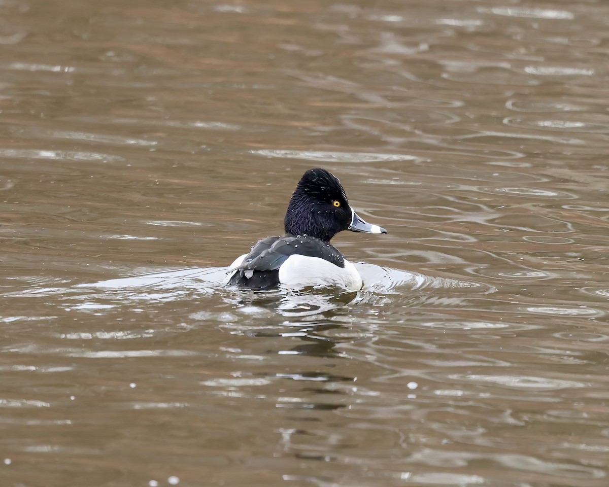 環頸潛鴨 - ML650391287