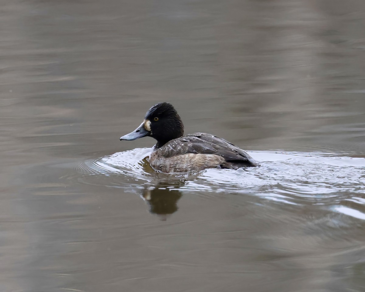 小斑背潛鴨 - ML650391299