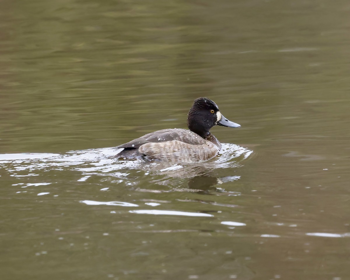 小斑背潛鴨 - ML650391300