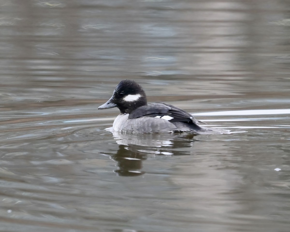 Bufflehead - ML650391324