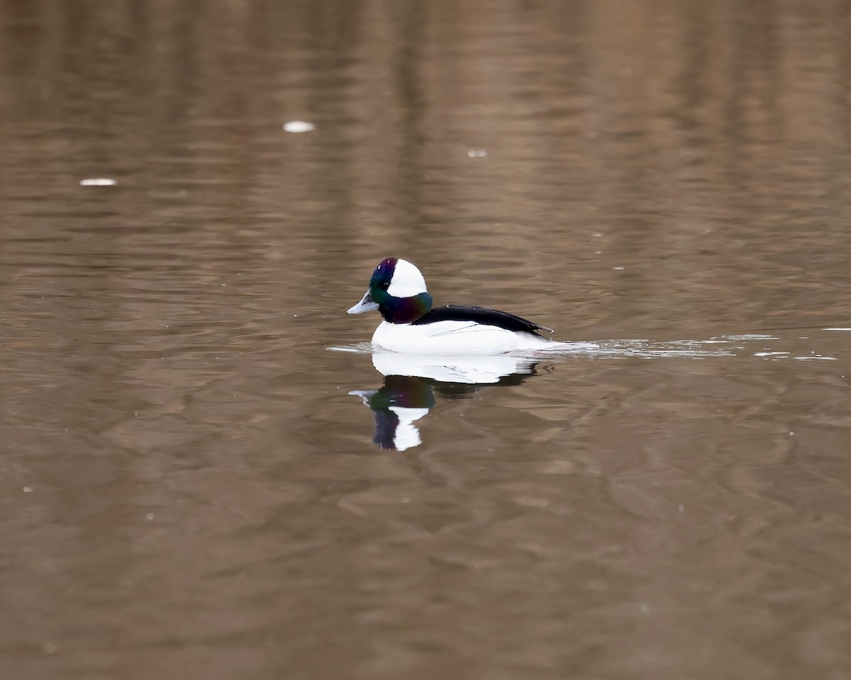 Bufflehead - ML650391325