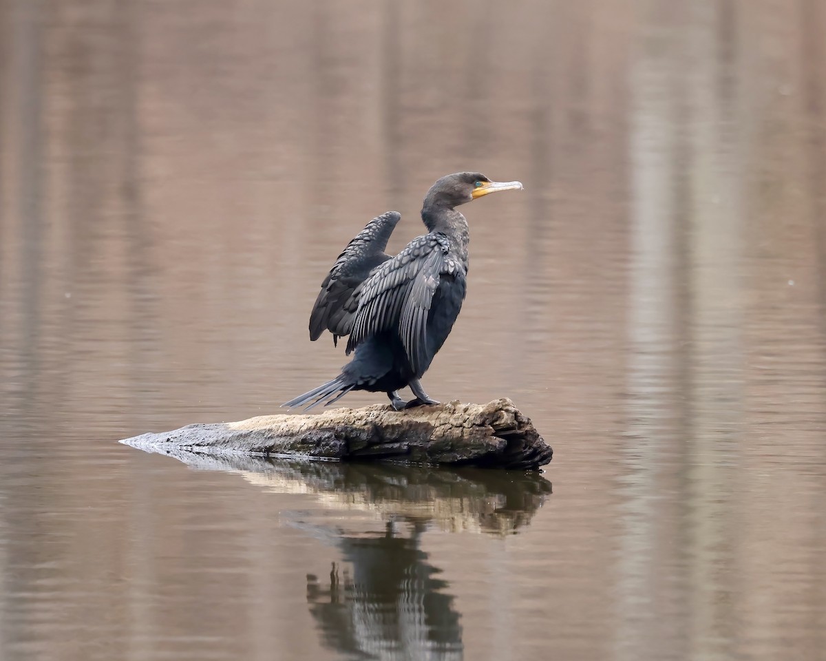 Double-crested Cormorant - ML650391345