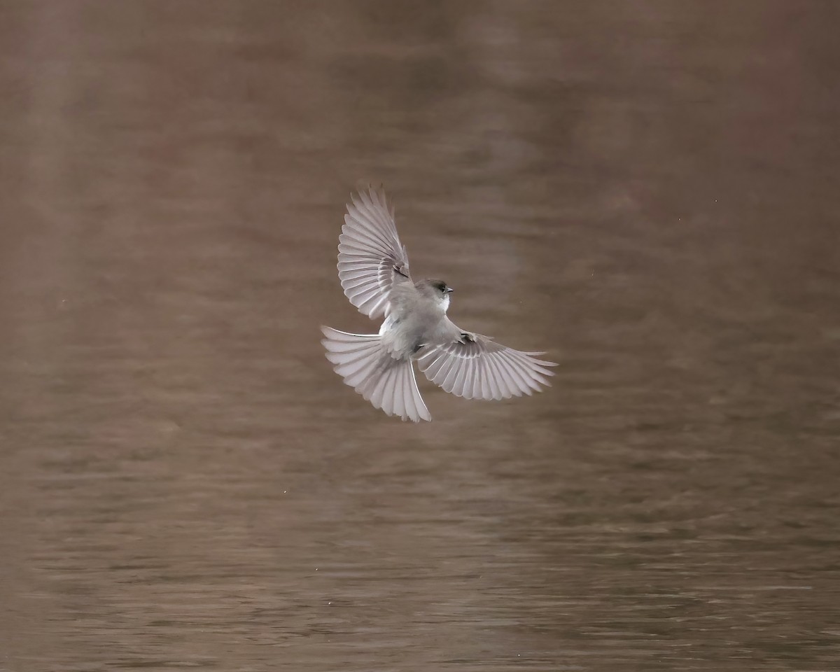 Eastern Phoebe - ML650391359