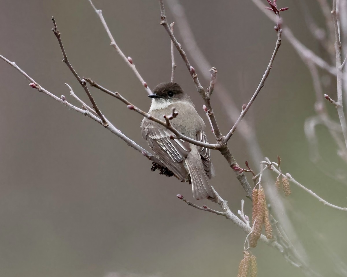 Eastern Phoebe - ML650391360