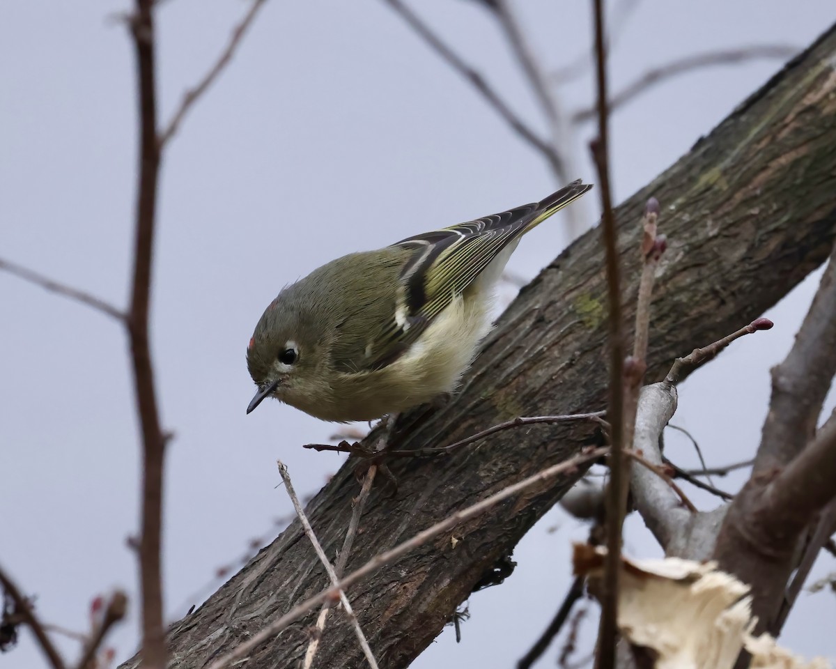 Ruby-crowned Kinglet - ML650391369