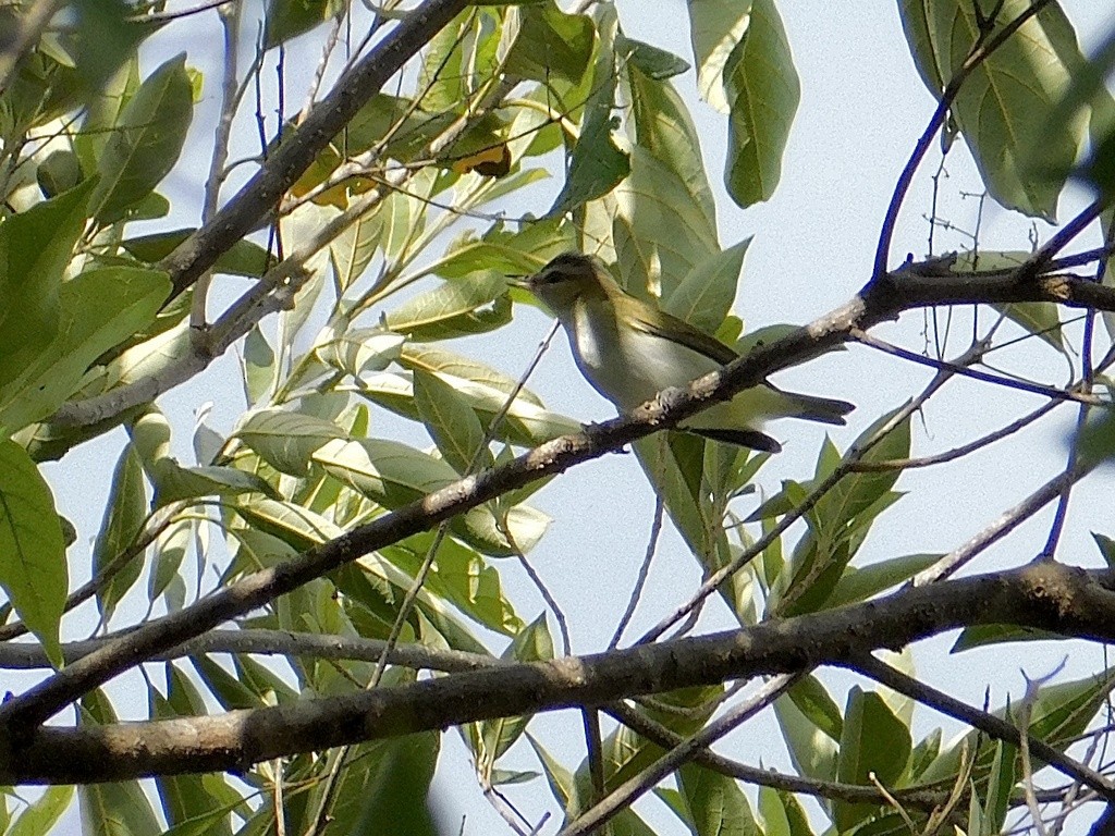 Red-eyed Vireo - ML650391391