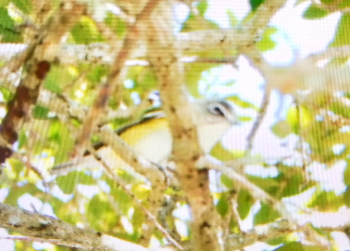 Віреон сизоголовий - ML650391455