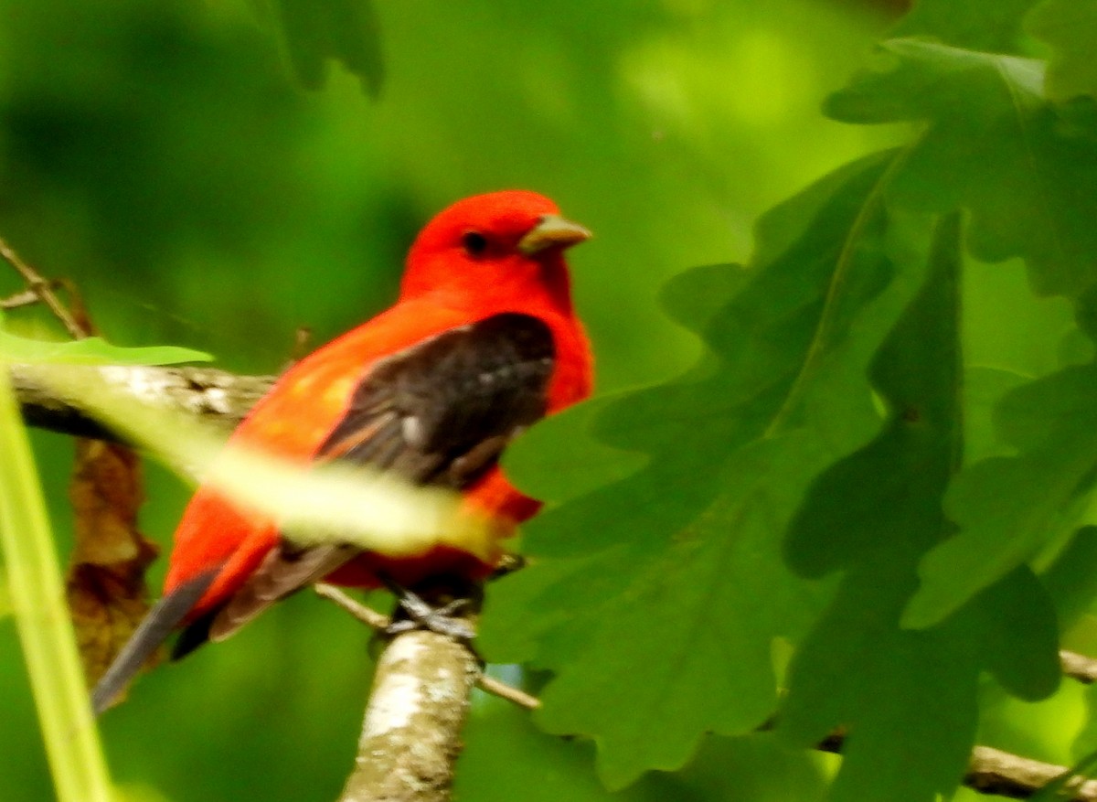 Scarlet Tanager - ML650391457