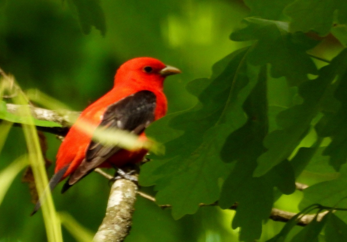 Scarlet Tanager - ML650391459