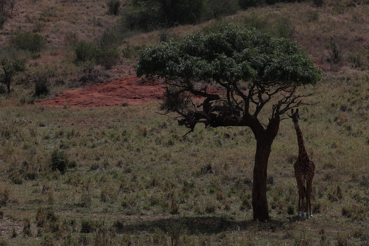 Animaux - ML650391839