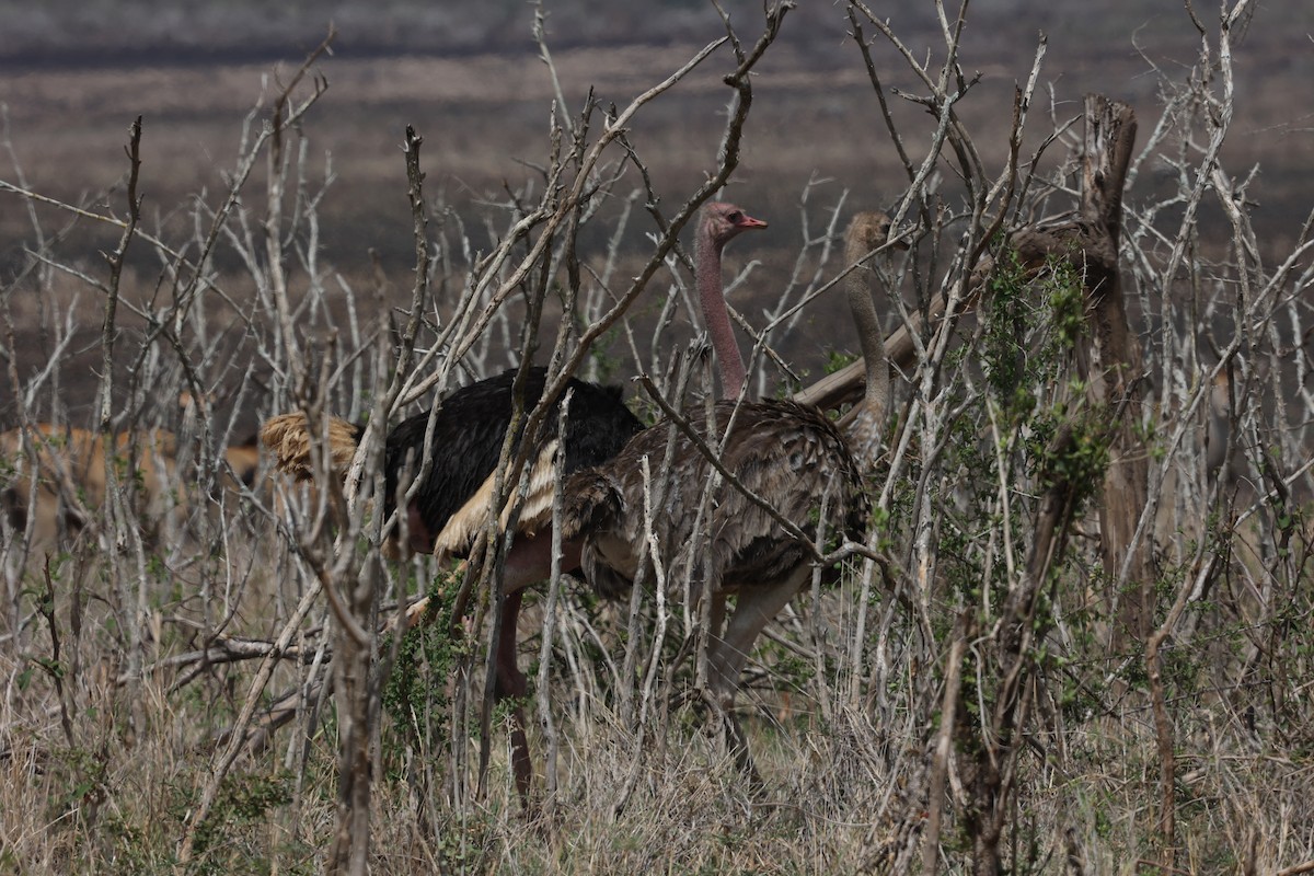 Autruche d'Afrique - ML650391925