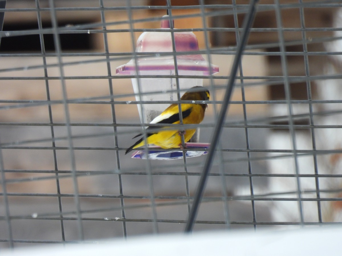 Evening Grosbeak - ML650391989