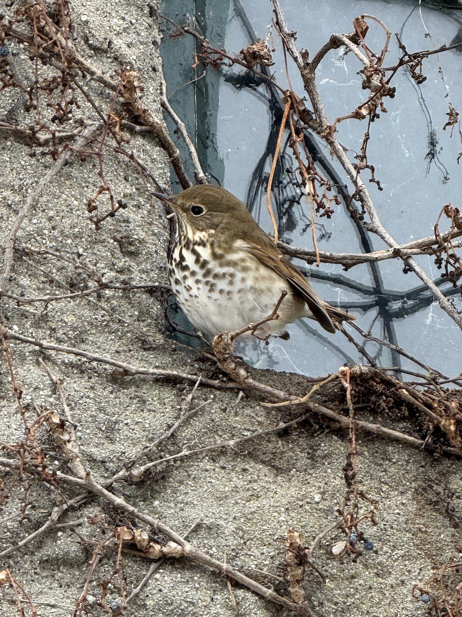 Hermit Thrush - ML650392056