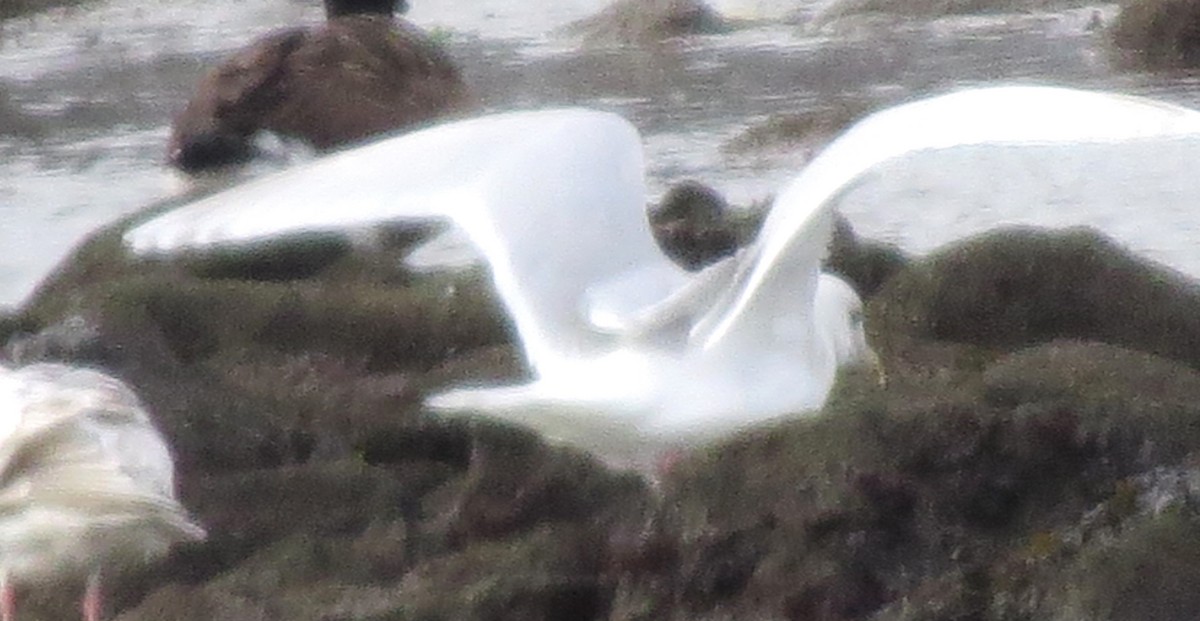 Iceland Gull - ML650392060