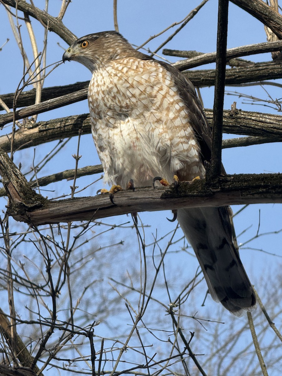 Cooper's Hawk - ML650392113
