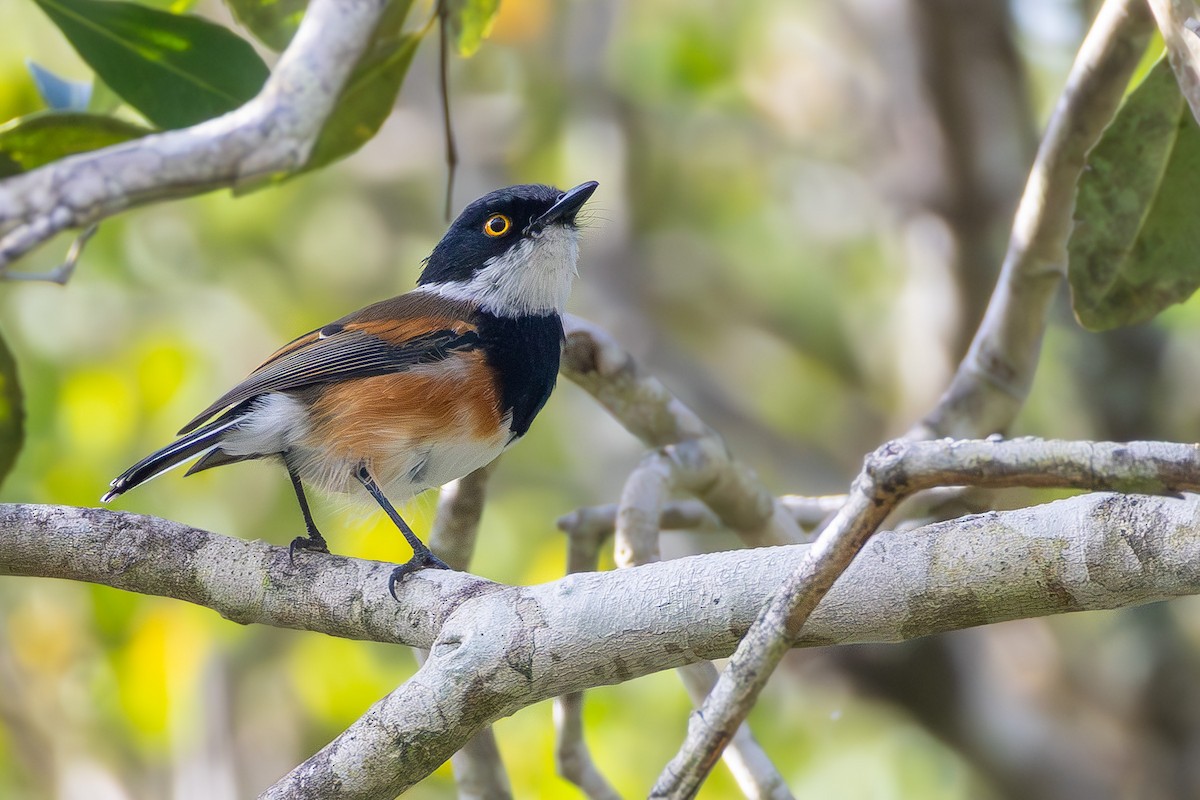 Cape Batis - ML650392165