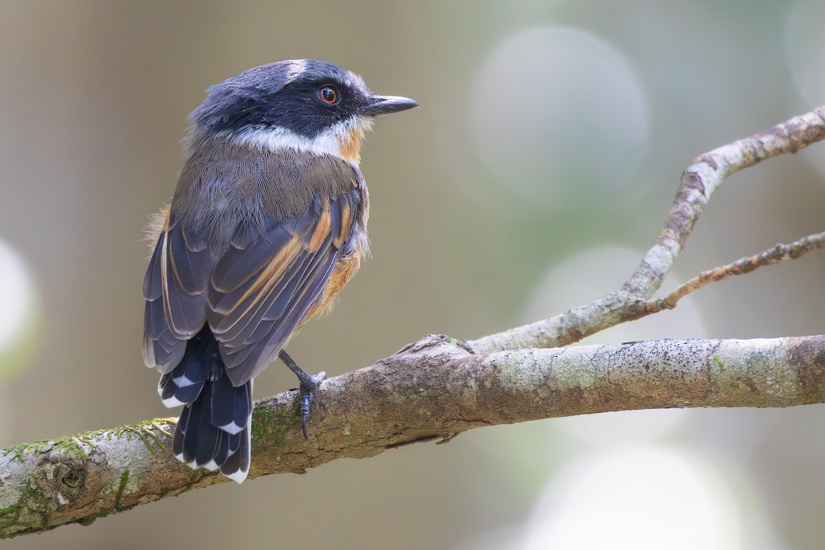 Cape Batis - ML650392166