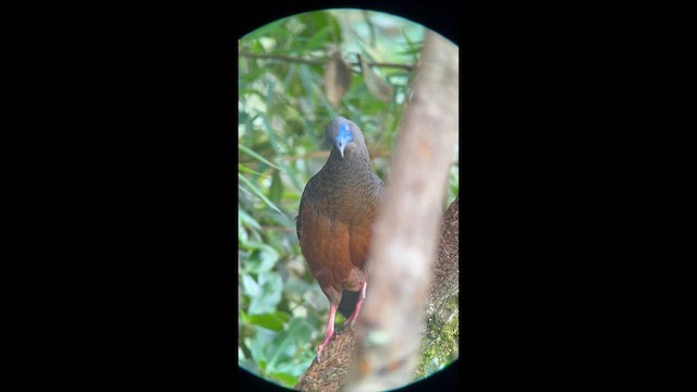 Sickle-winged Guan - ML650392204