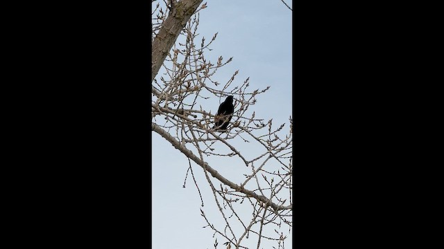 Fish Crow - ML650392219