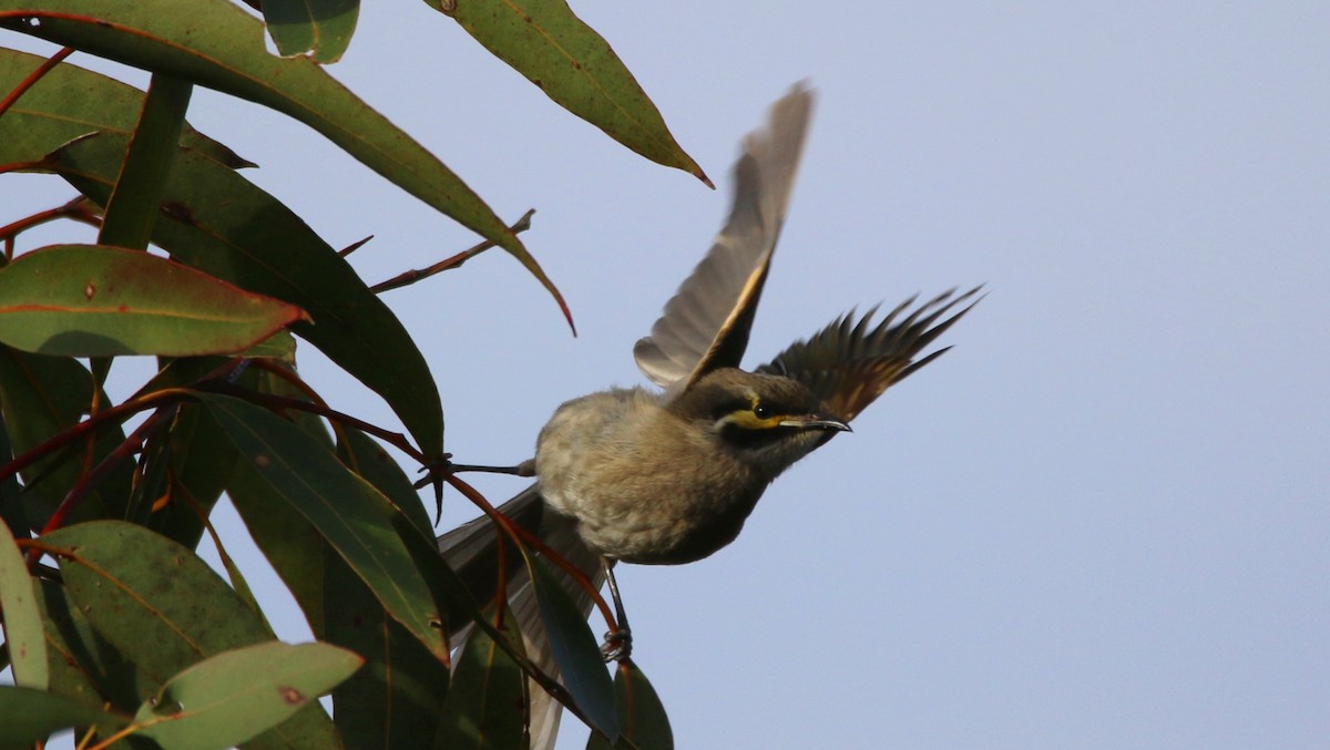 Yellow-faced Honeyeater - ML65039231