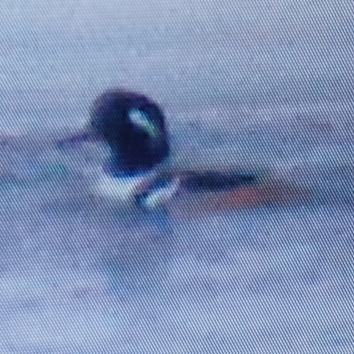 Hooded Merganser - ML650392318