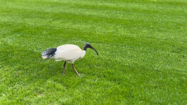 Ібіс молуцький - ML650392319