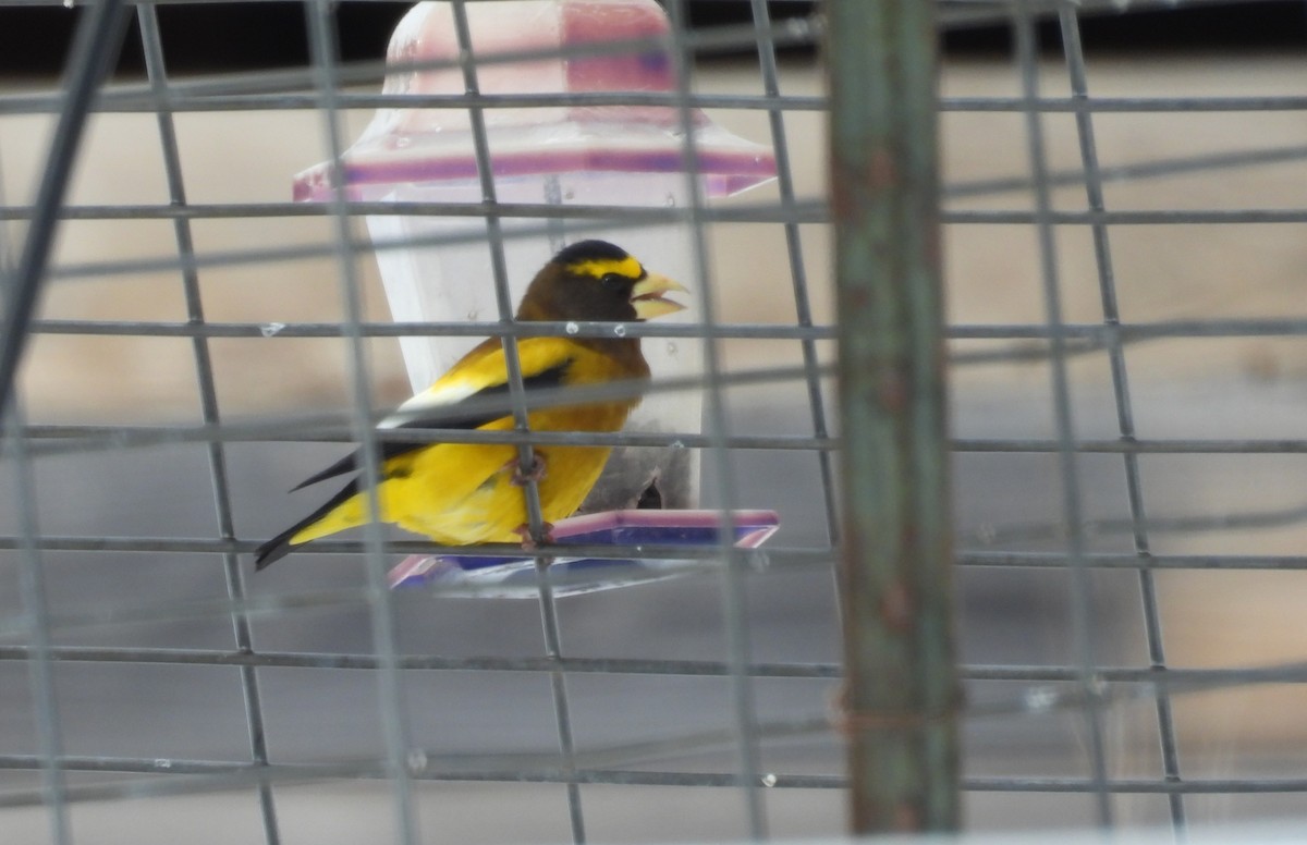Evening Grosbeak - ML650392336