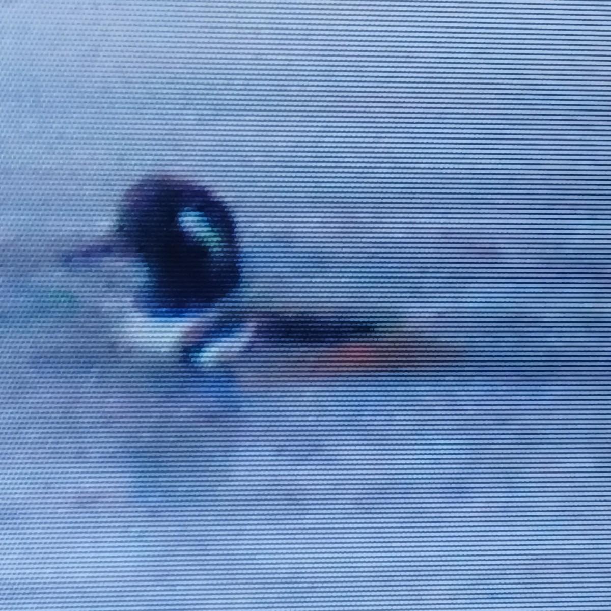 Hooded Merganser - ML650392356