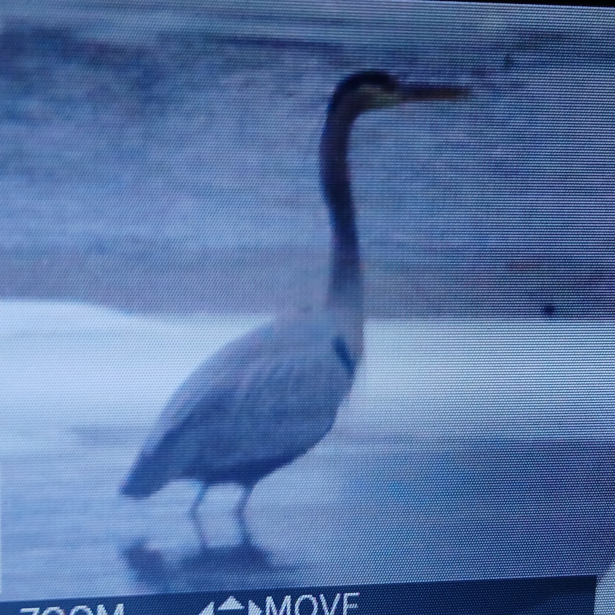 Great Blue Heron - ML650392399