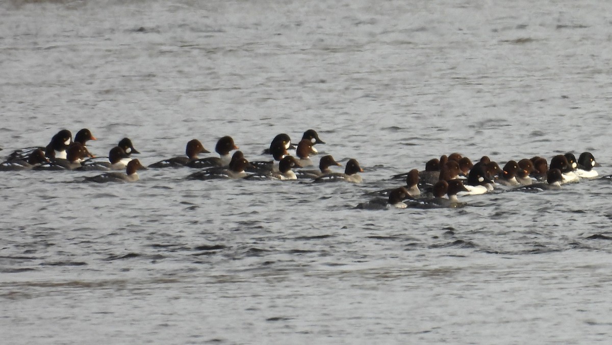 Barrow's Goldeneye - ML650392404