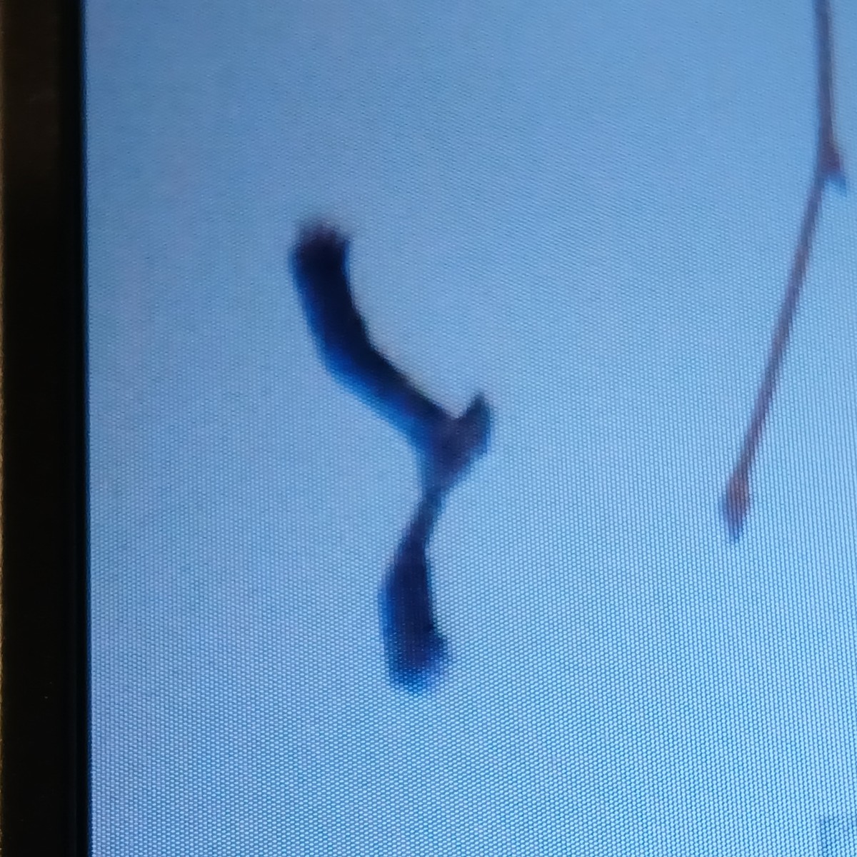 Bald Eagle - ML650392413