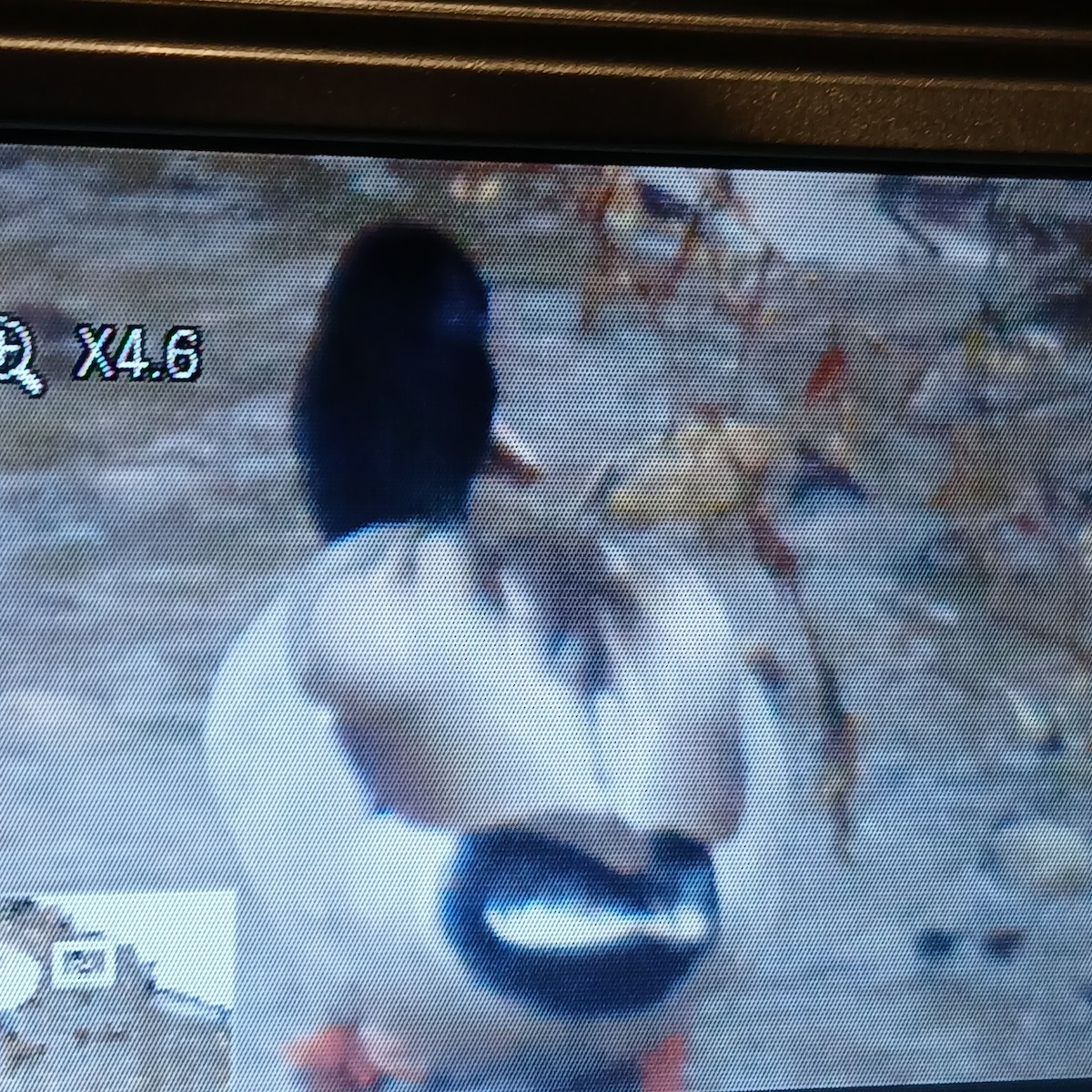 Mallard - ML650392440