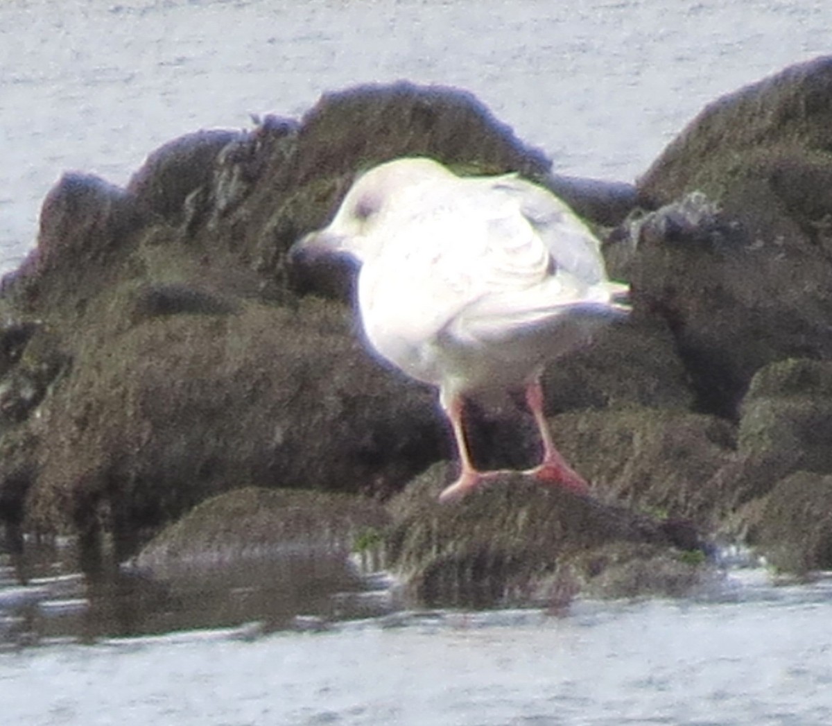 Iceland Gull - ML650392443